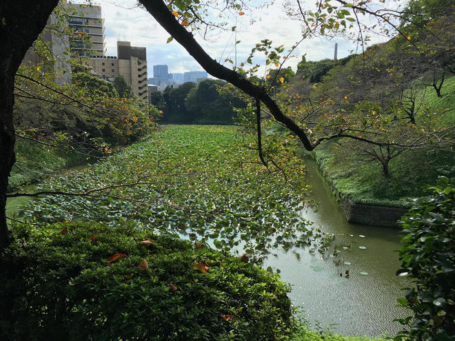 水路の上に緑の葉がたくさん浮いています